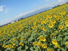 大垣ひまわりランド