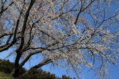 DPP_0003