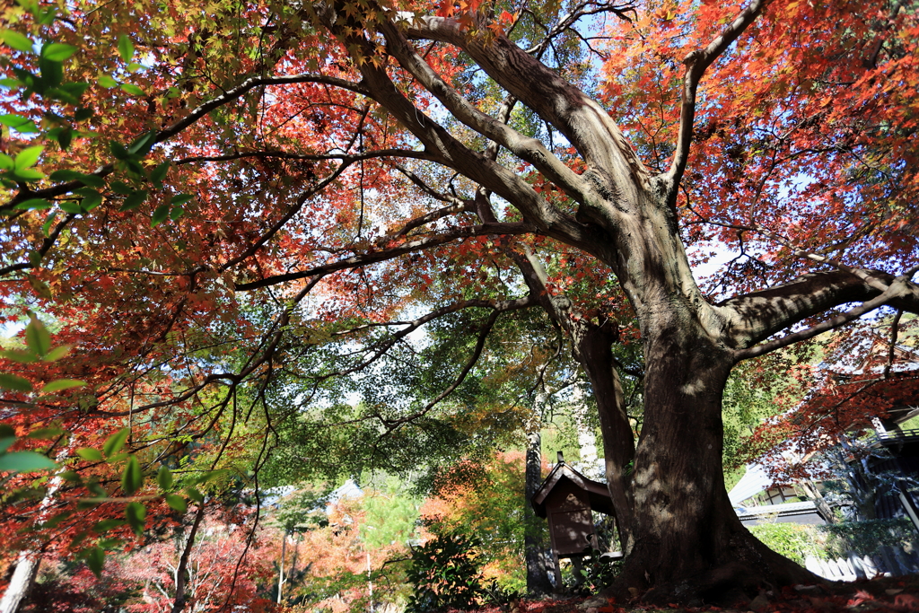 2018 紅葉