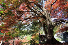 2018 紅葉