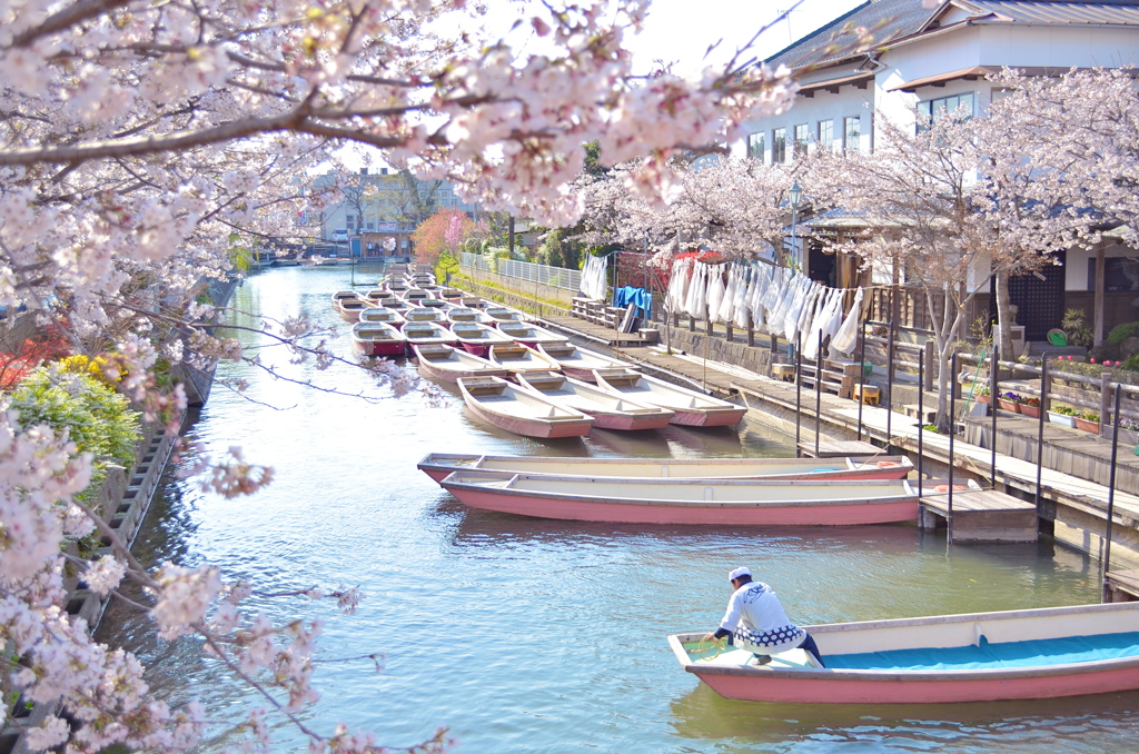 桜咲く柳川