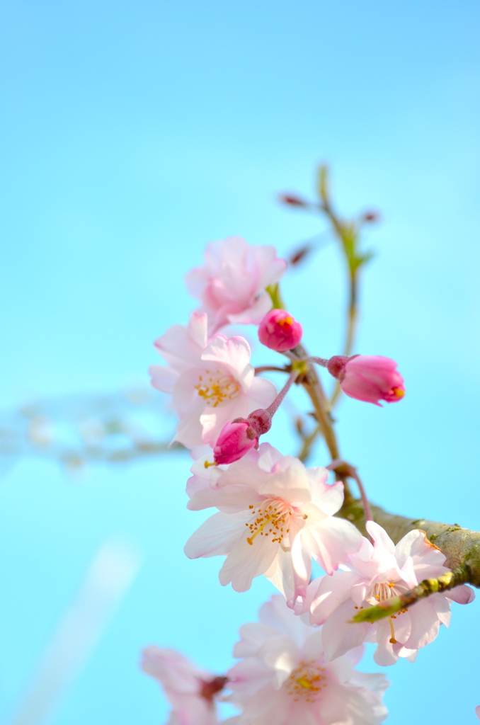 桜３