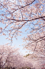 桜２