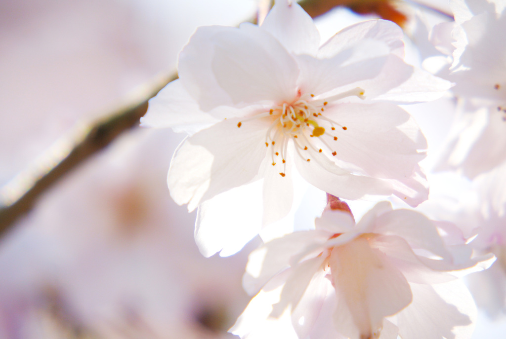 透過する桜