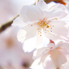 透過する桜