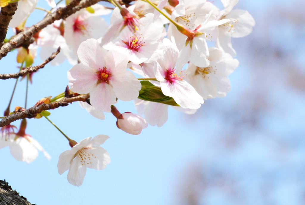 無邪気な桜