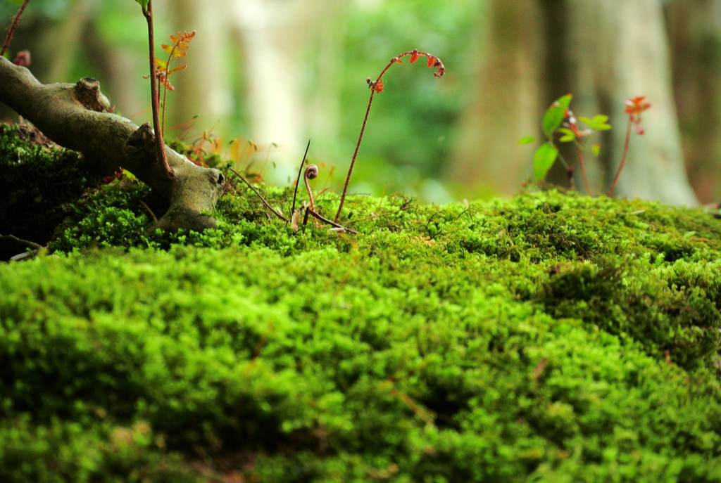 苔の中に住む者