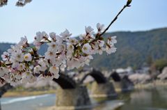 サクラ×錦帯橋その１