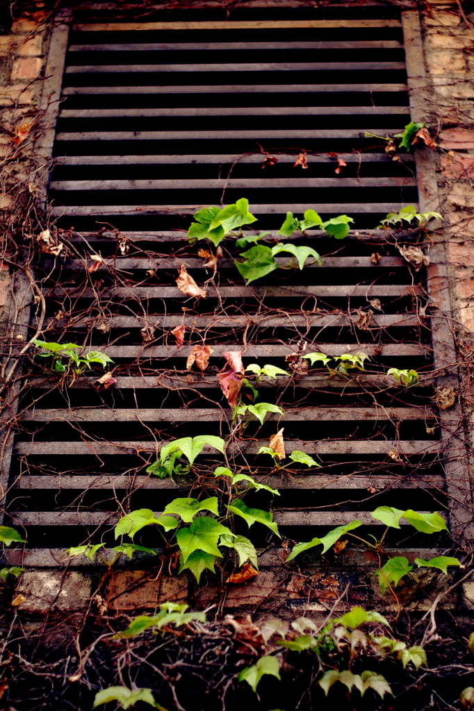 IVY
