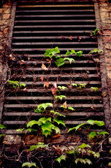 IVY