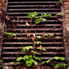IVY