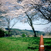 sakura Ⅱ