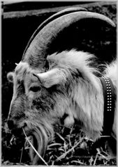 goat