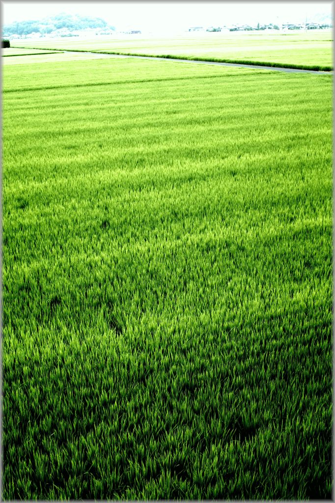 Green sea