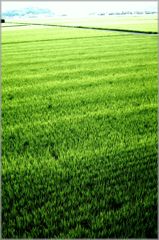 Green sea