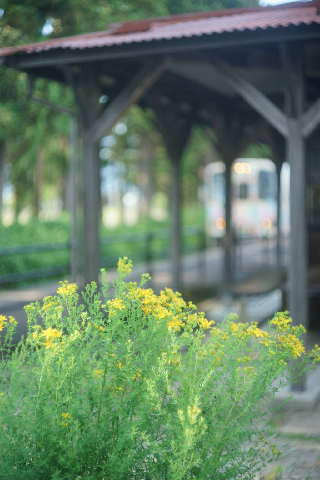 駅で見つけた花
