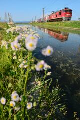 水鏡と畦に咲く花