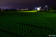 白兎駅の夜