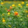 眉掃きを俤にして紅粉の花
