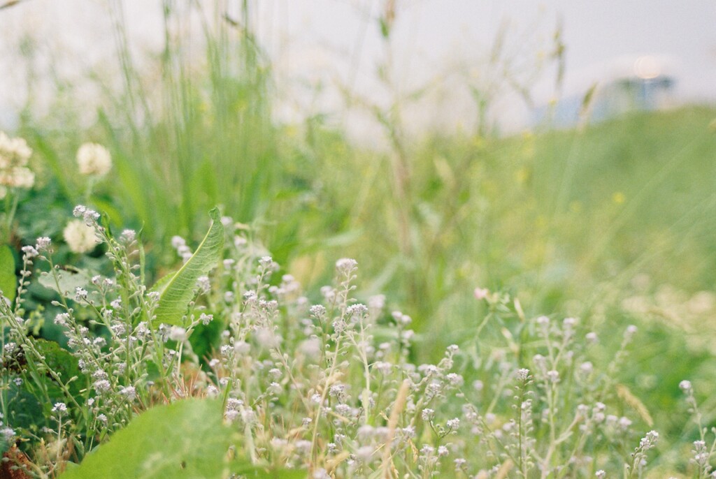 フィルムで撮る雑草