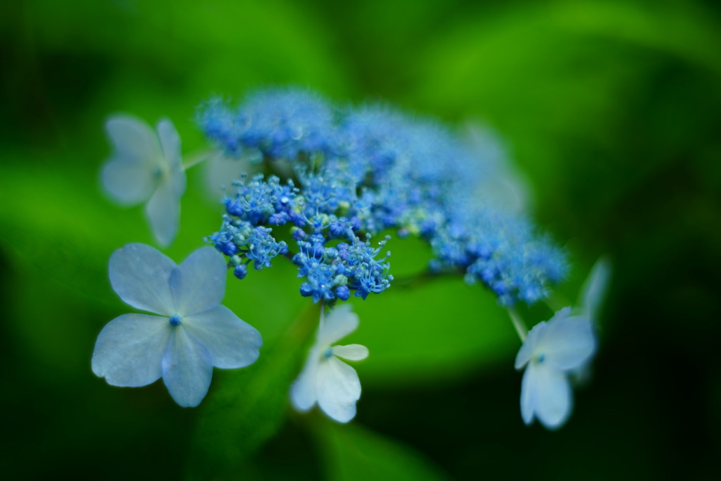 額紫陽花