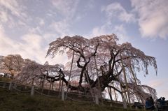 三春　瀧桜