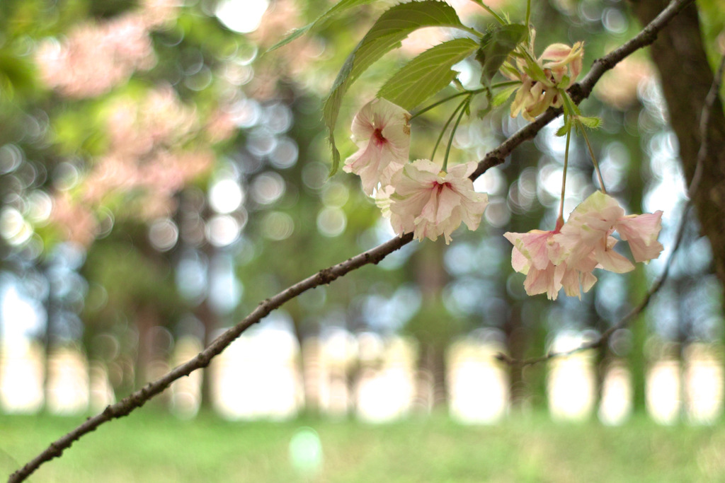 八重桜