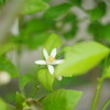 レモンの花