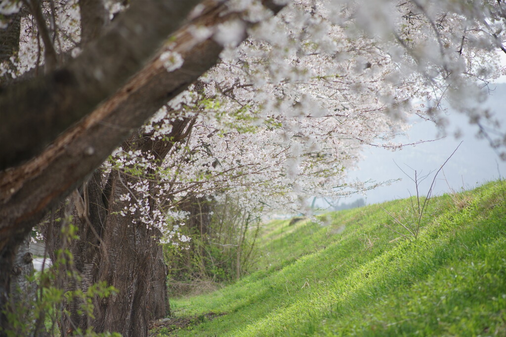 散り際の美学