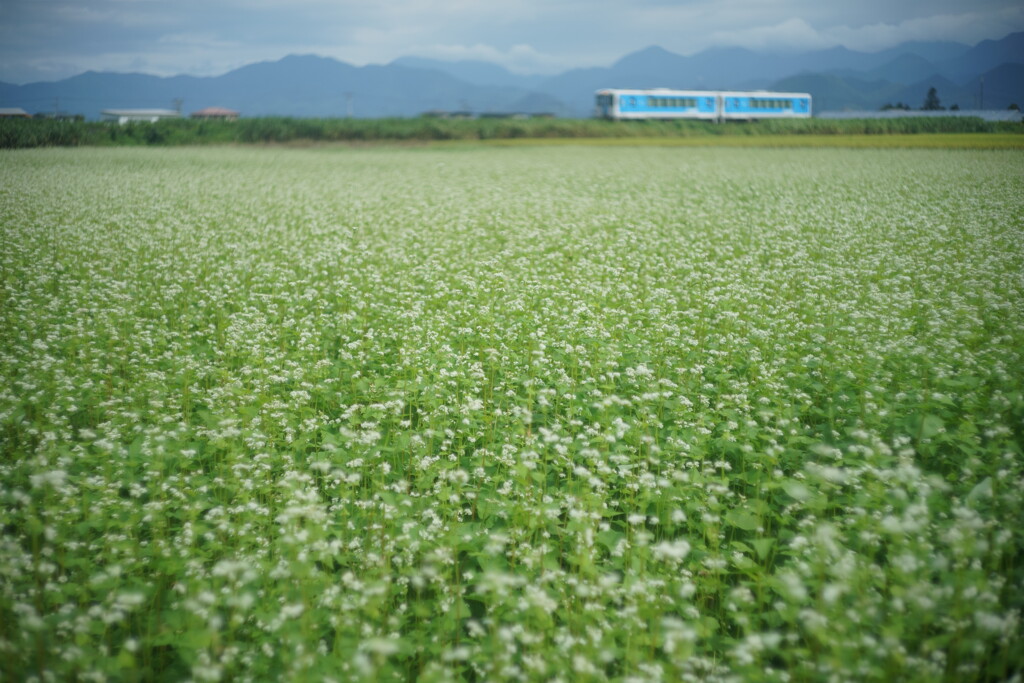 ふわっと蕎麦畑