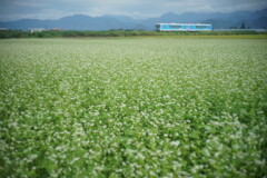 ふわっと蕎麦畑