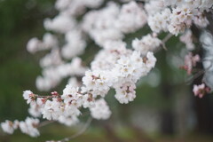 開花