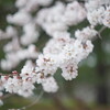開花