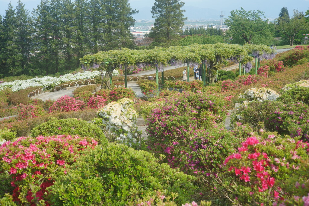 つつじ公園