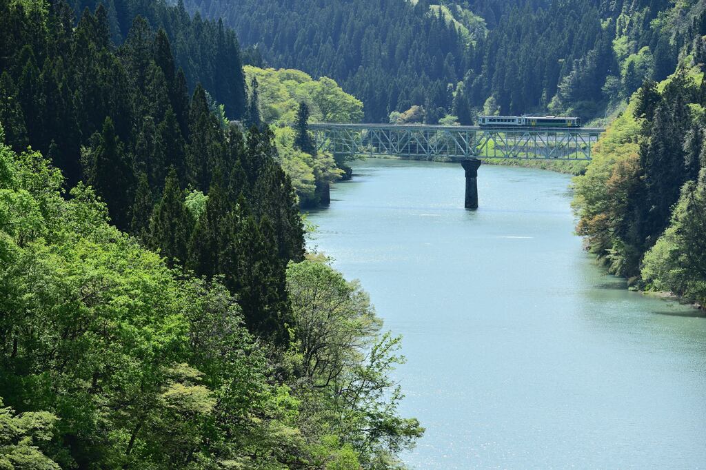 初夏の緑