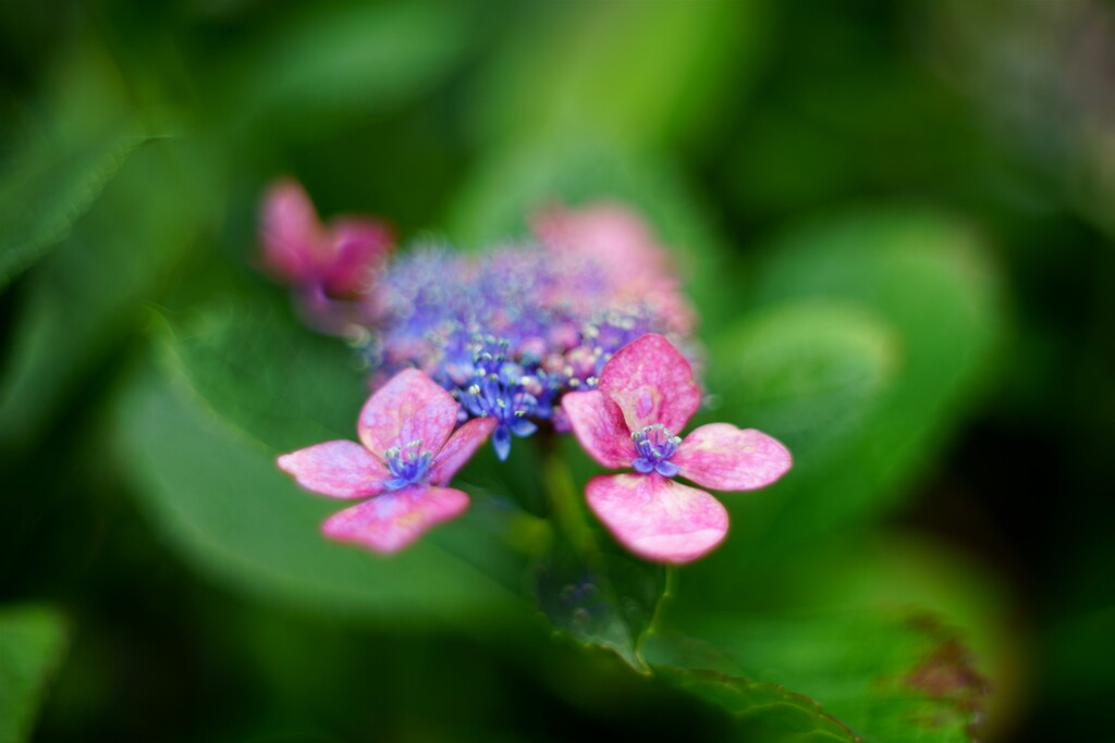 額紫陽花とオールドレンズ