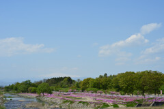 芝桜と月山