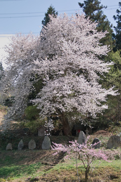 名も無い桜