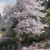 名も無い桜