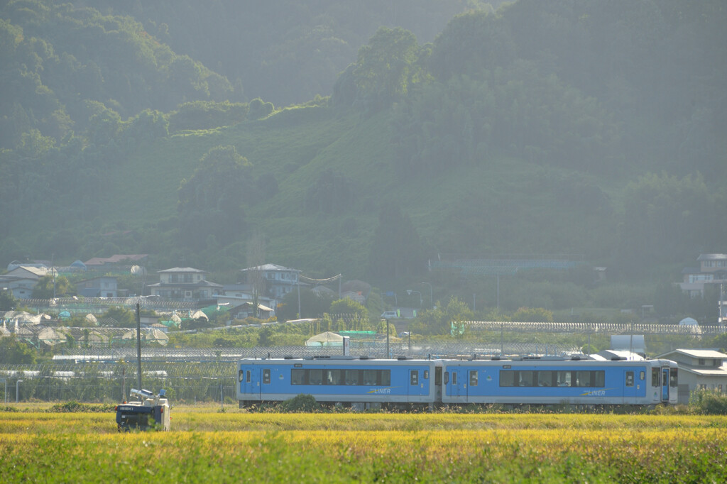稲刈り