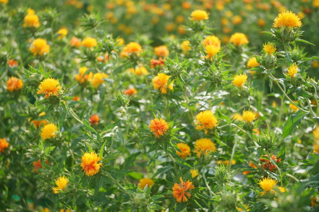 まゆはきを俤にして紅粉の花