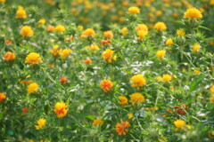まゆはきを俤にして紅粉の花