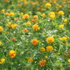 まゆはきを俤にして紅粉の花
