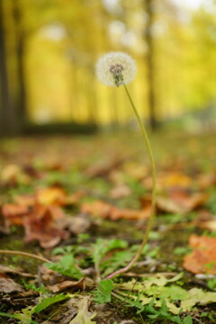 紅葉の銀杏並木で見つけた綿毛