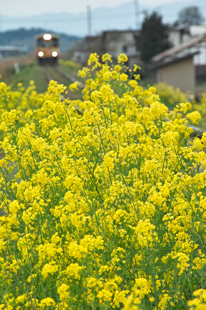 菜の花沿線