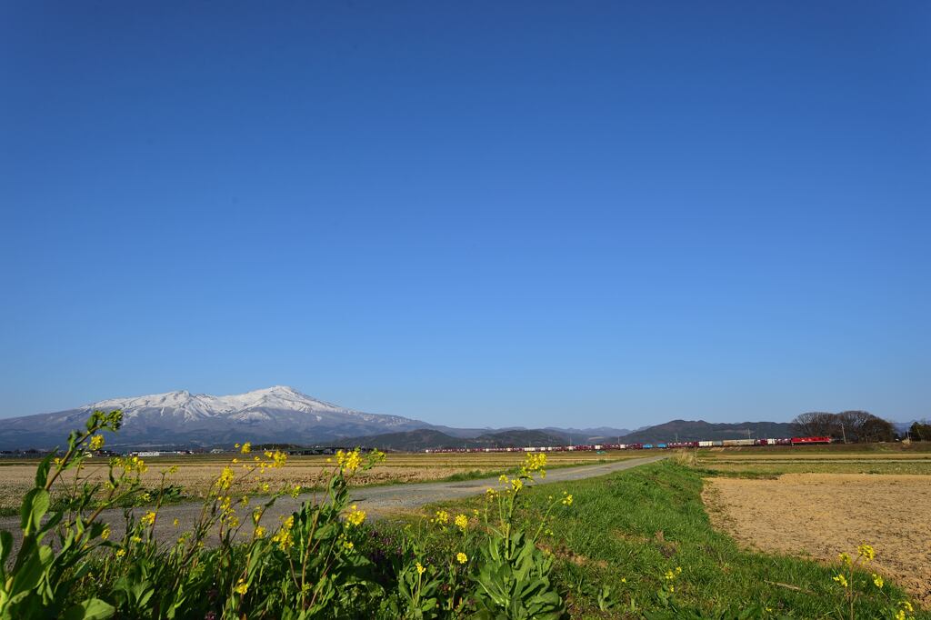 菜の花と鳥海山と貨物列車