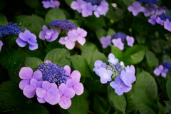 羽前成田の紫陽花