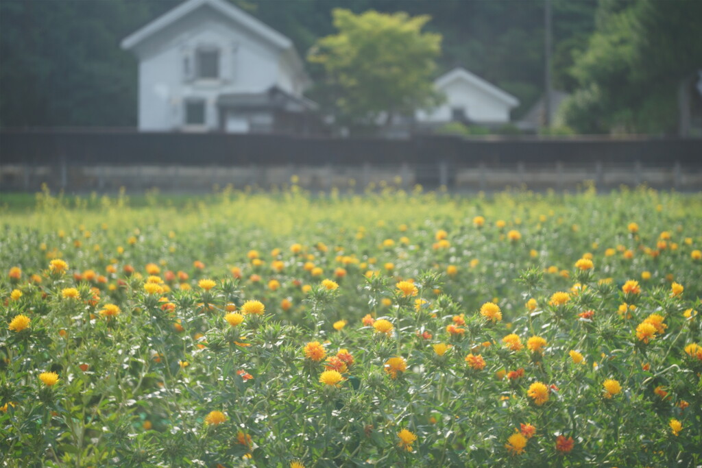紅花と旧柏倉家