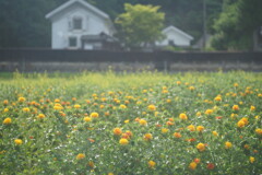 紅花と旧柏倉家