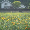 紅花と旧柏倉家